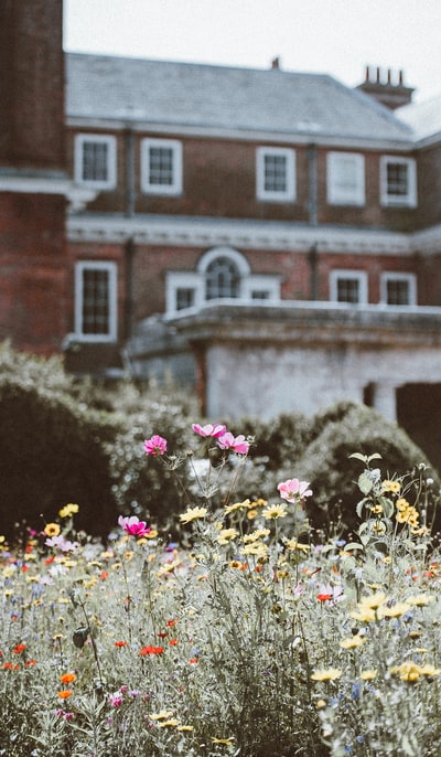 粉红花瓣选择性聚焦摄影